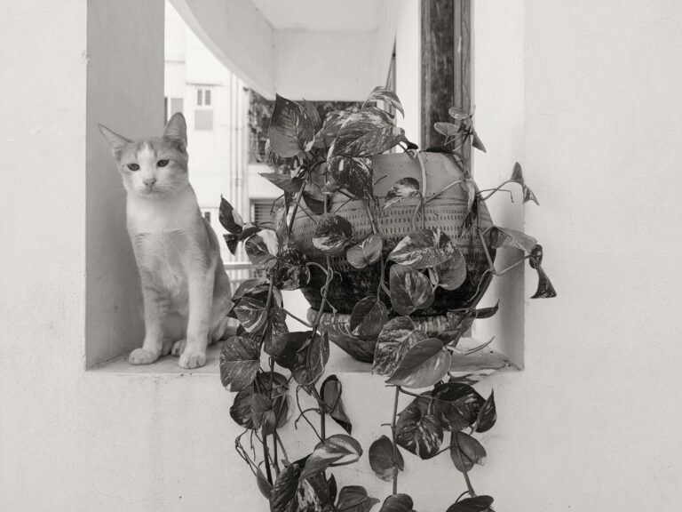 Are Pothos Toxic to Cats