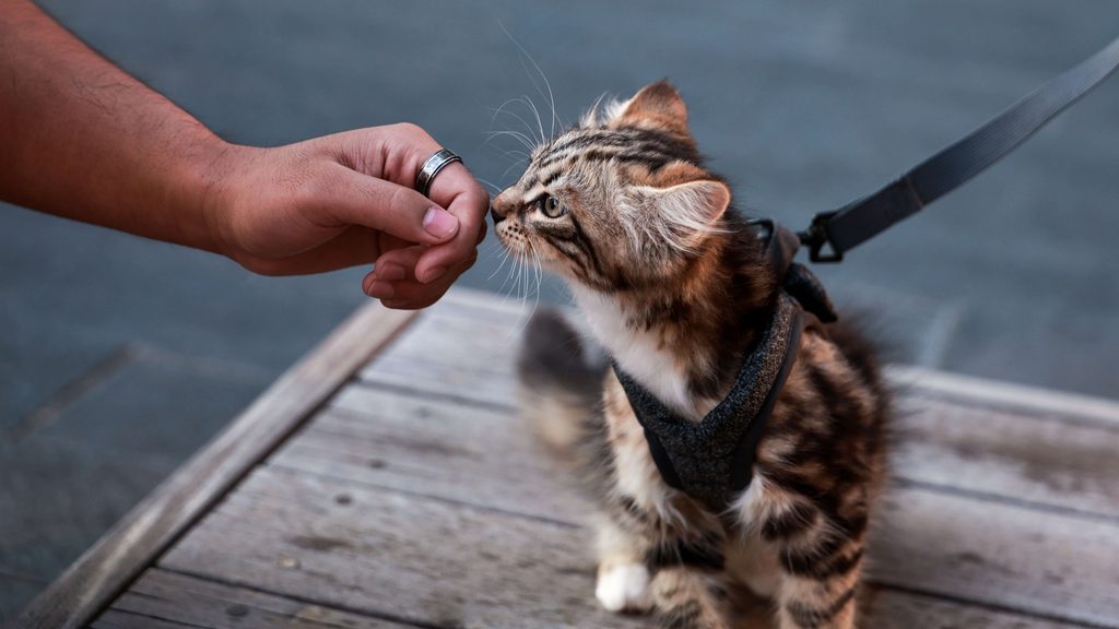 Common Ways Cats Encounter Pine-Sol Residue
