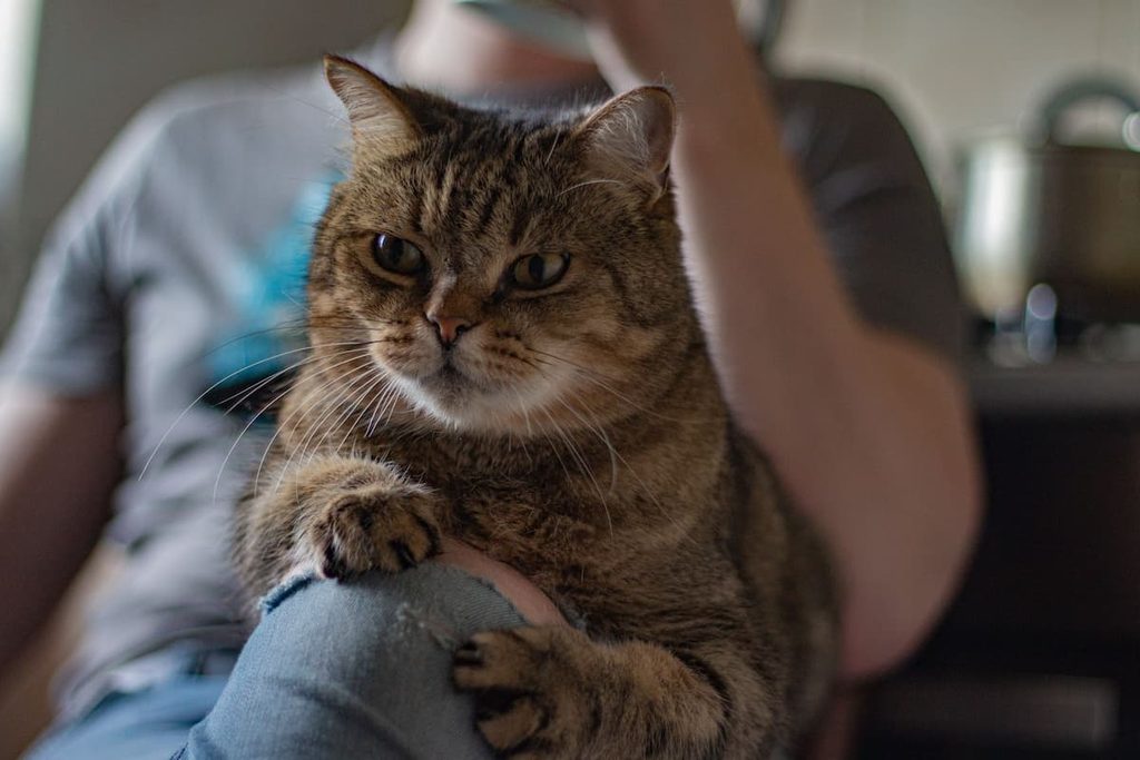 Does My Cat Sit on Me Because It Wants Attention
