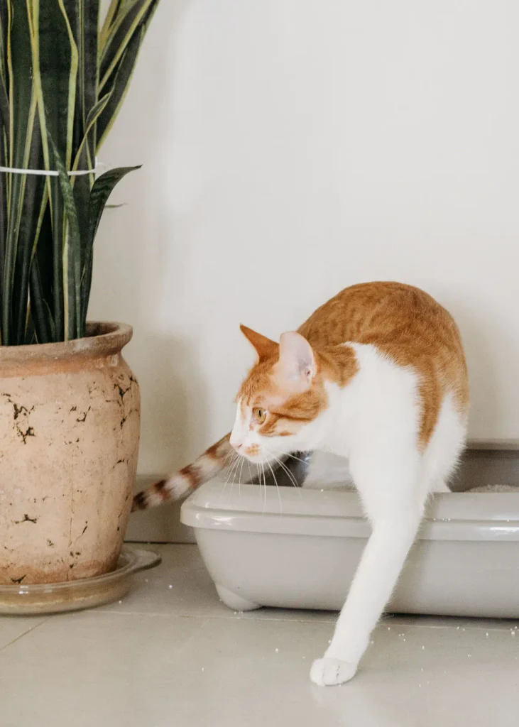 Is Baking Soda Safe in a Cat Litter Box