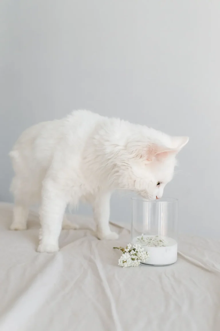 Is Baking Soda Toxic to Cats? Risks, Safe Uses, and Litter Box Advice Is Baking Soda Toxic to Cats
