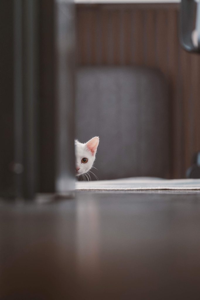Is Diluted Vinegar Safe for Cleaning Around Cats