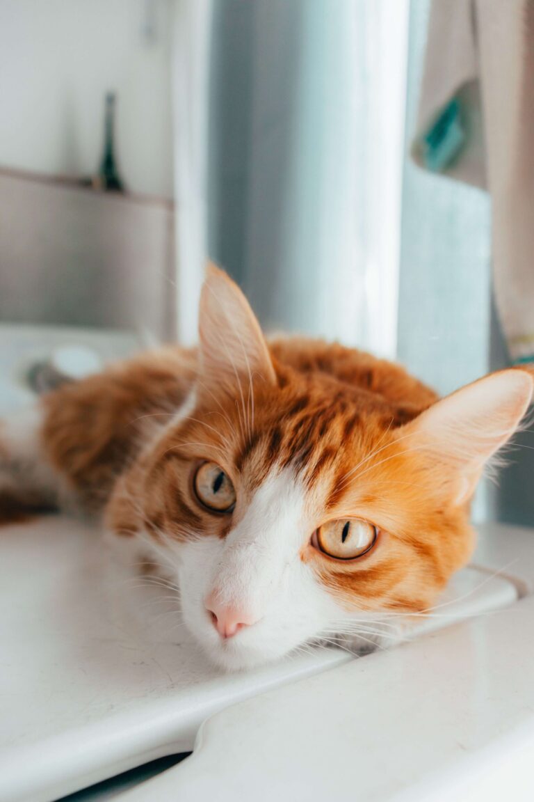 Is Pine-Sol Safe for Cats? Risks, Exposure Signs, and Safe Cleaners Is Pine-Sol Safe for Cats