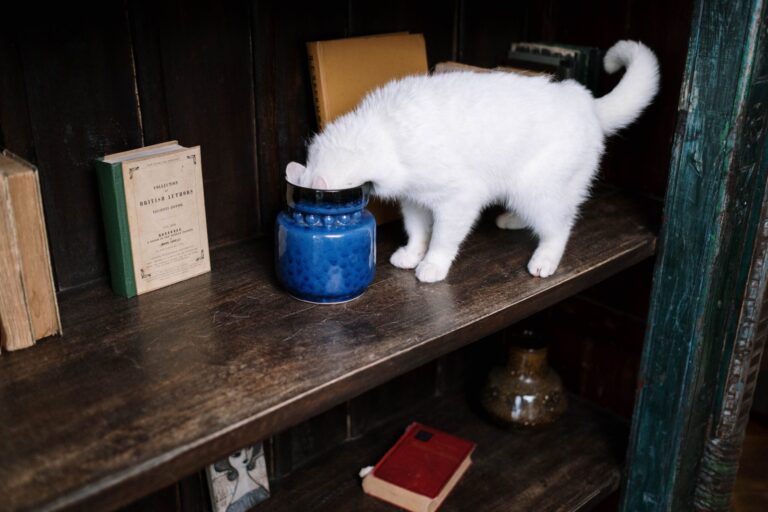 Is Vinegar Safe for Cats