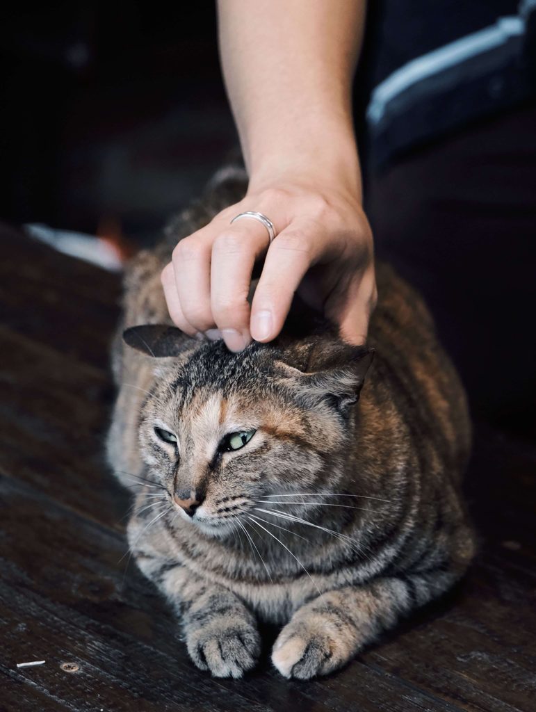 What to Do If Your Cat Touches or Ingests Pine-Sol