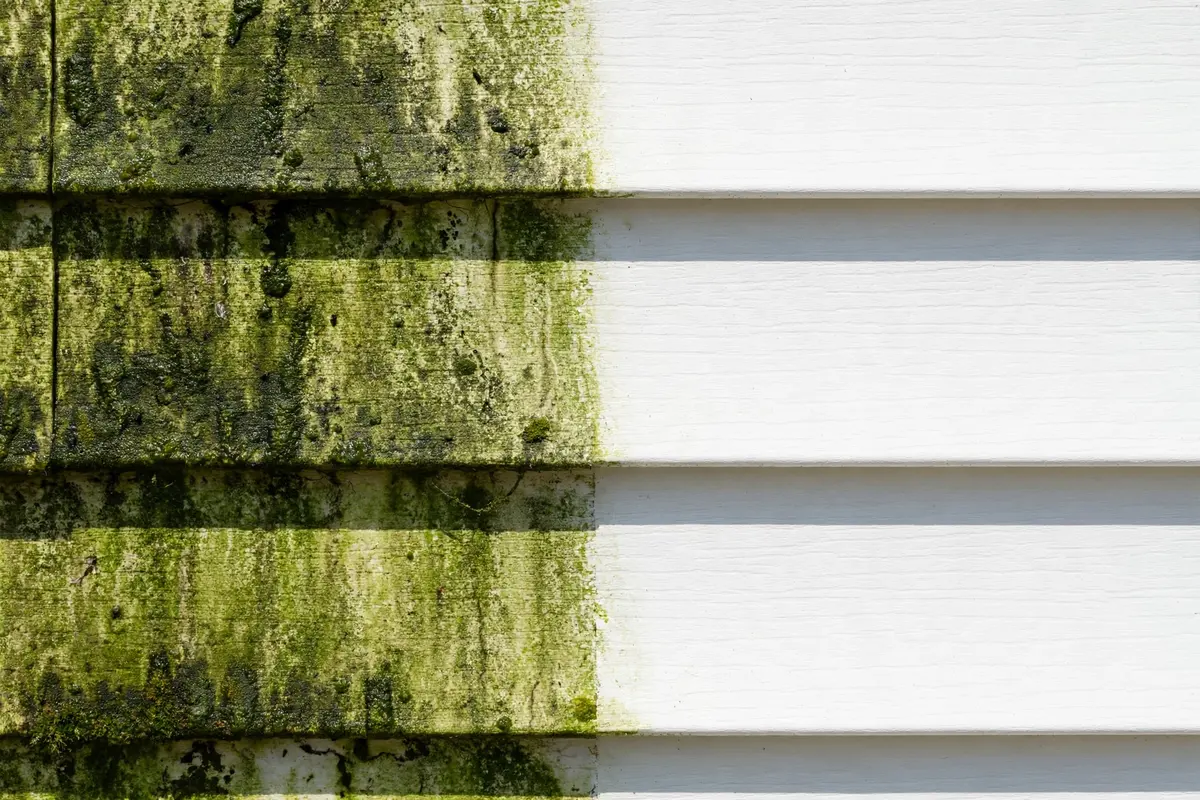 Cleaning mold and algae stains from house siding with outdoor cleaner